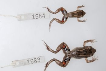 Media type: image;   Herpetology A-148549